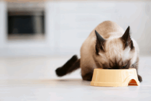 Gato Siamês Pode Comer Comida Caseira? Entenda os Riscos
